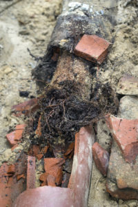 Closeup of broken old terracotta ceramic sewer pipe line showing pipe completely filled with tree roots.