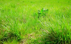 Common turf grass in the spring. Natural unkept lawn with a little weed.
