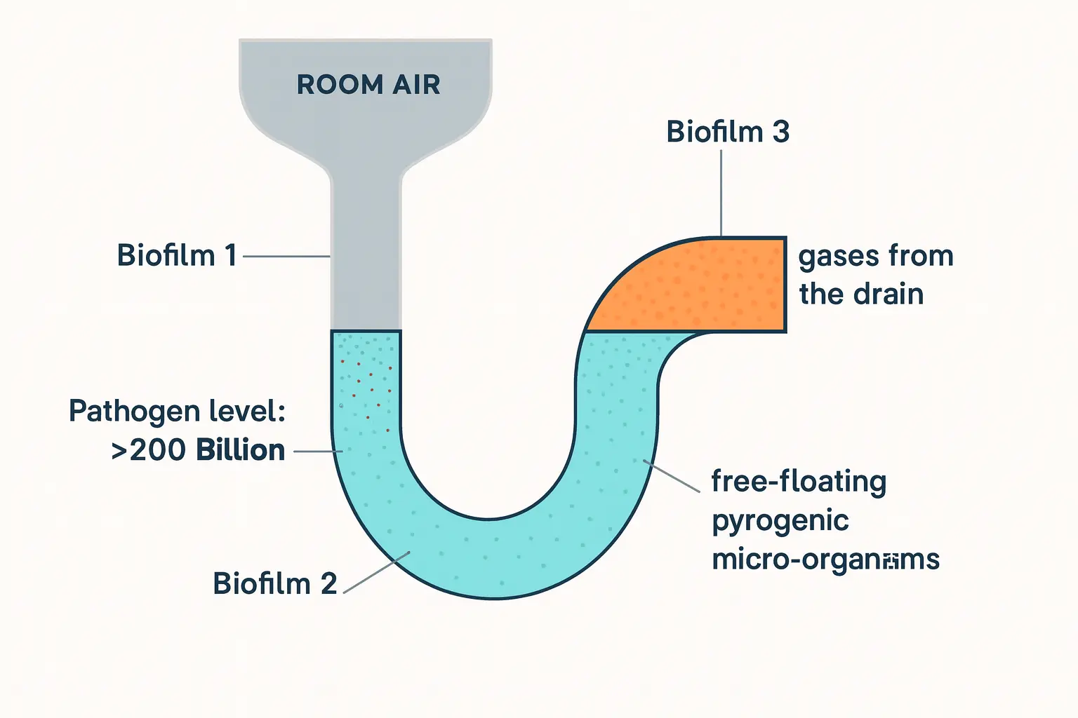 Diagram of a U-shaped plumbing drain trap showing biofilm buildup, pathogens, gases, and microorganisms that cause smelly shower drains.