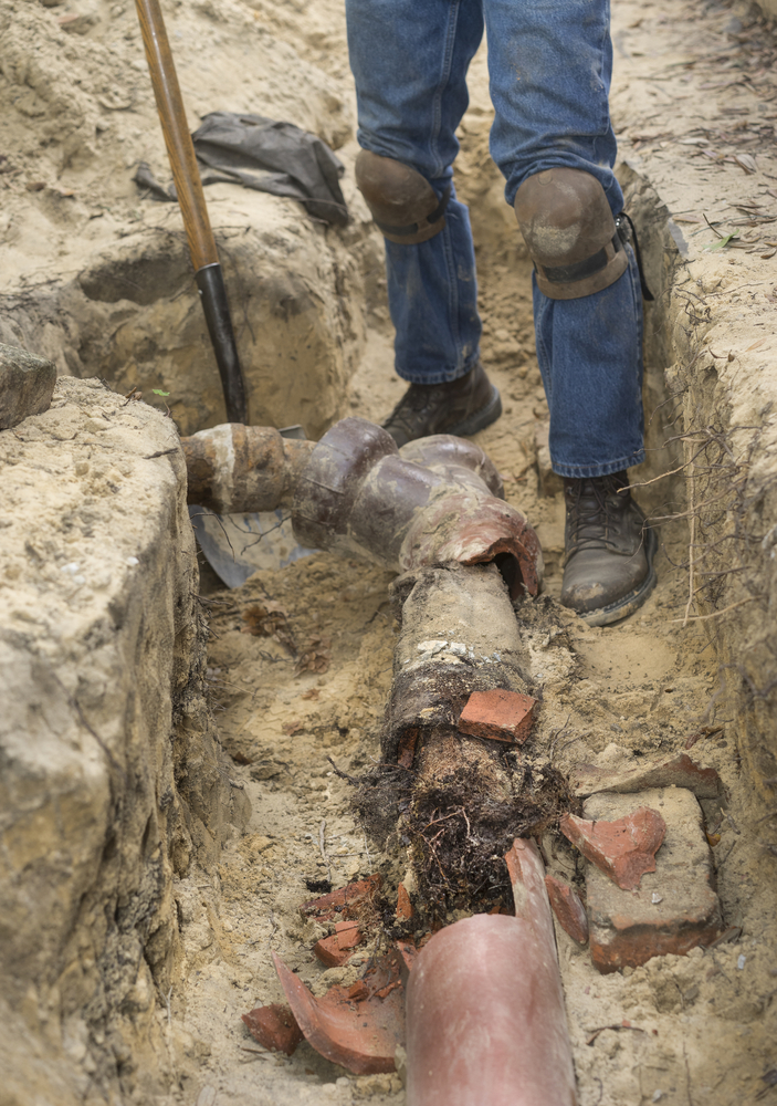 Man with shovel in trench showing old broken terracotta ceramic sewer line completely filled with invasive tree roots.
