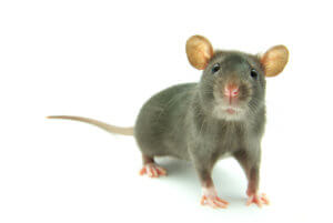 Rodent problems could indicate a broken sewer line.
