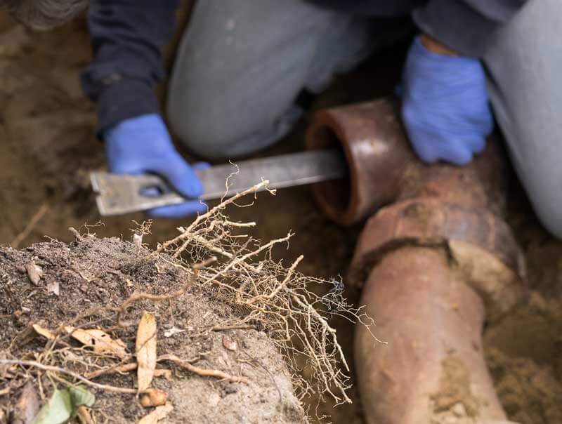 How To Get Tree Roots Out Of Sewer Line How To Get Tree Roots Out Of Sewer Line